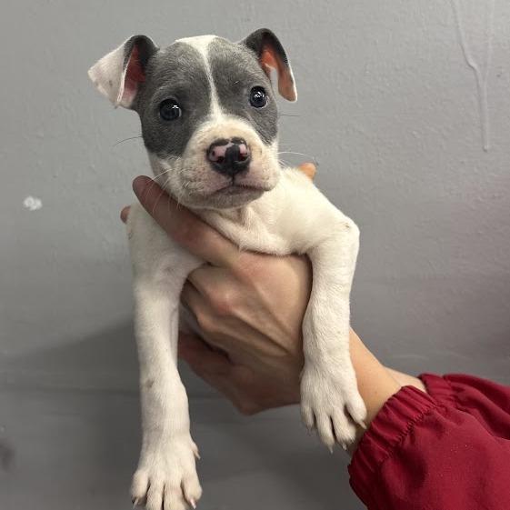 Dozer, a Adoptable mixed breed in North Charleston, SC image 4/6