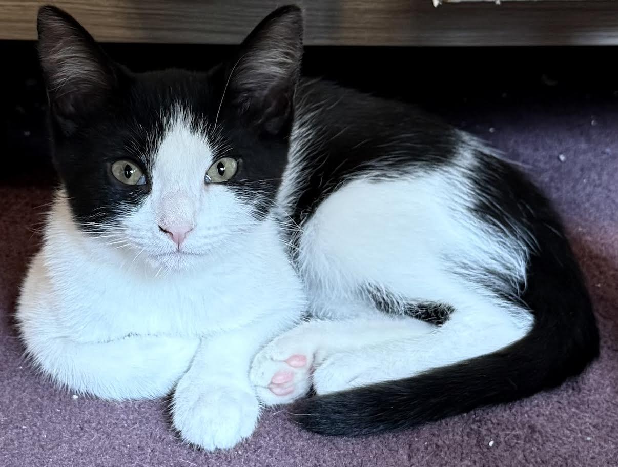 Tara & Teddy, a Adoptable Domestic Short Hair in Buffalo, NY image 1/6