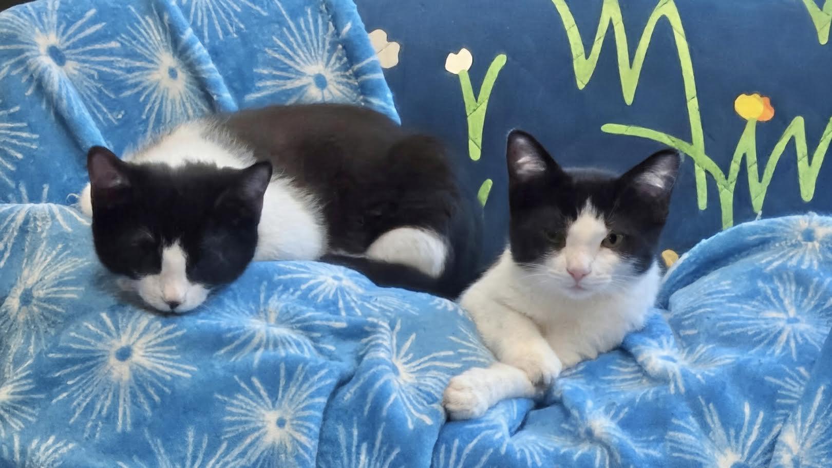 Tara & Teddy, a Adoptable Domestic Short Hair in Buffalo, NY image 2/6