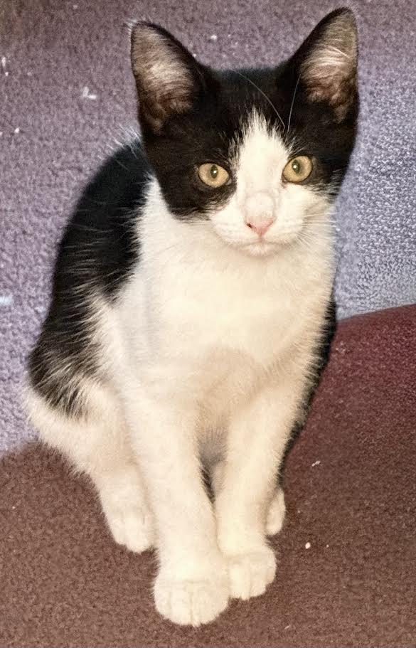 Tara & Teddy, a Adoptable Domestic Short Hair in Buffalo, NY image 3/6