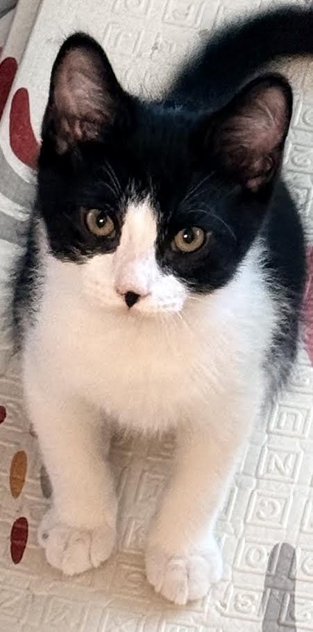 Tara & Teddy, a Adoptable Domestic Short Hair in Buffalo, NY image 4/6