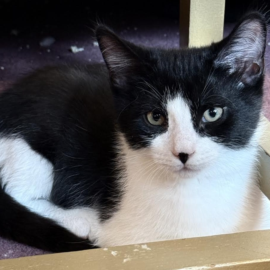 Tara & Teddy, a Adoptable Domestic Short Hair in Buffalo, NY image 6/6