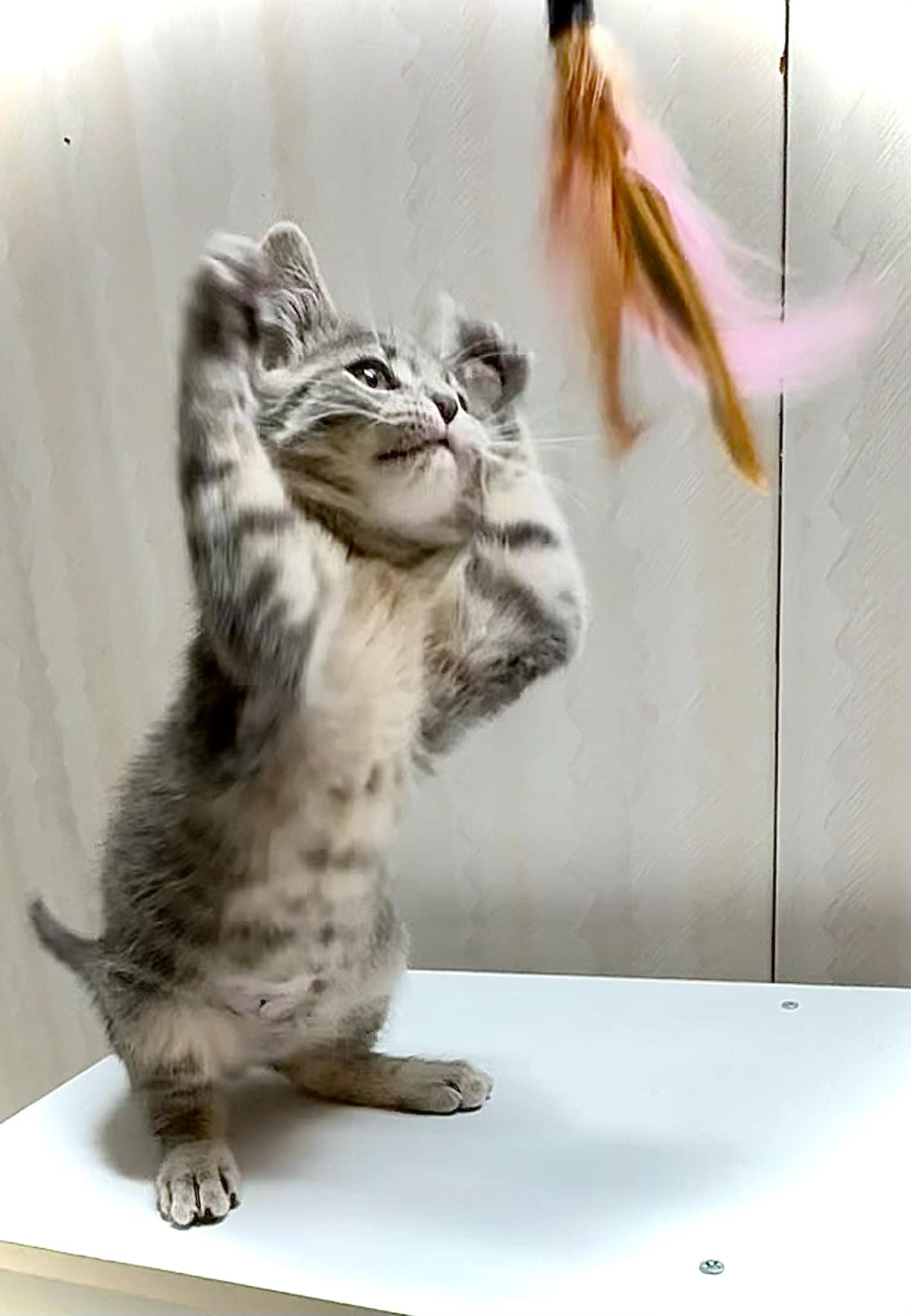 Violet- Playful kitten fun, a Adoptable Domestic Short Hair in Hales Corners, WI image 3/5