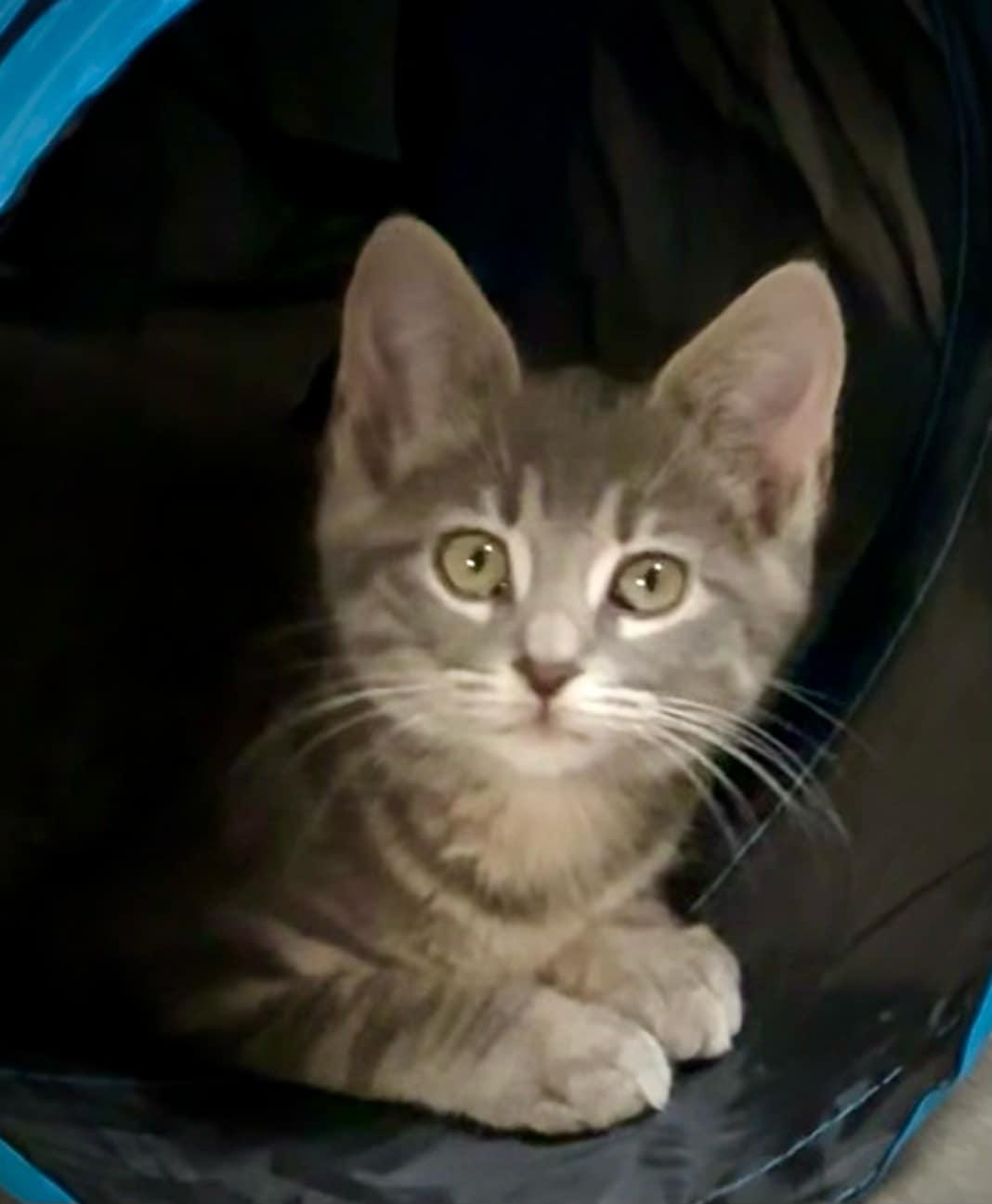 Violet- Playful kitten fun, Adoptable, Kitten Female Domestic Short Hair.