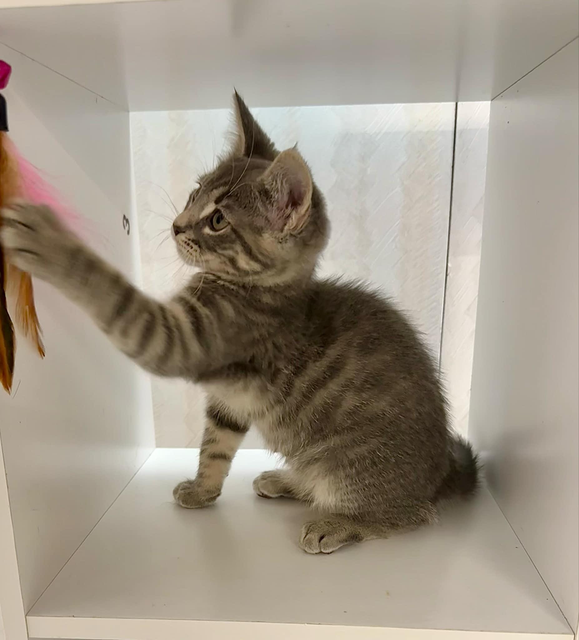 Violet- Playful kitten fun, a Adoptable Domestic Short Hair in Hales Corners, WI image 5/5