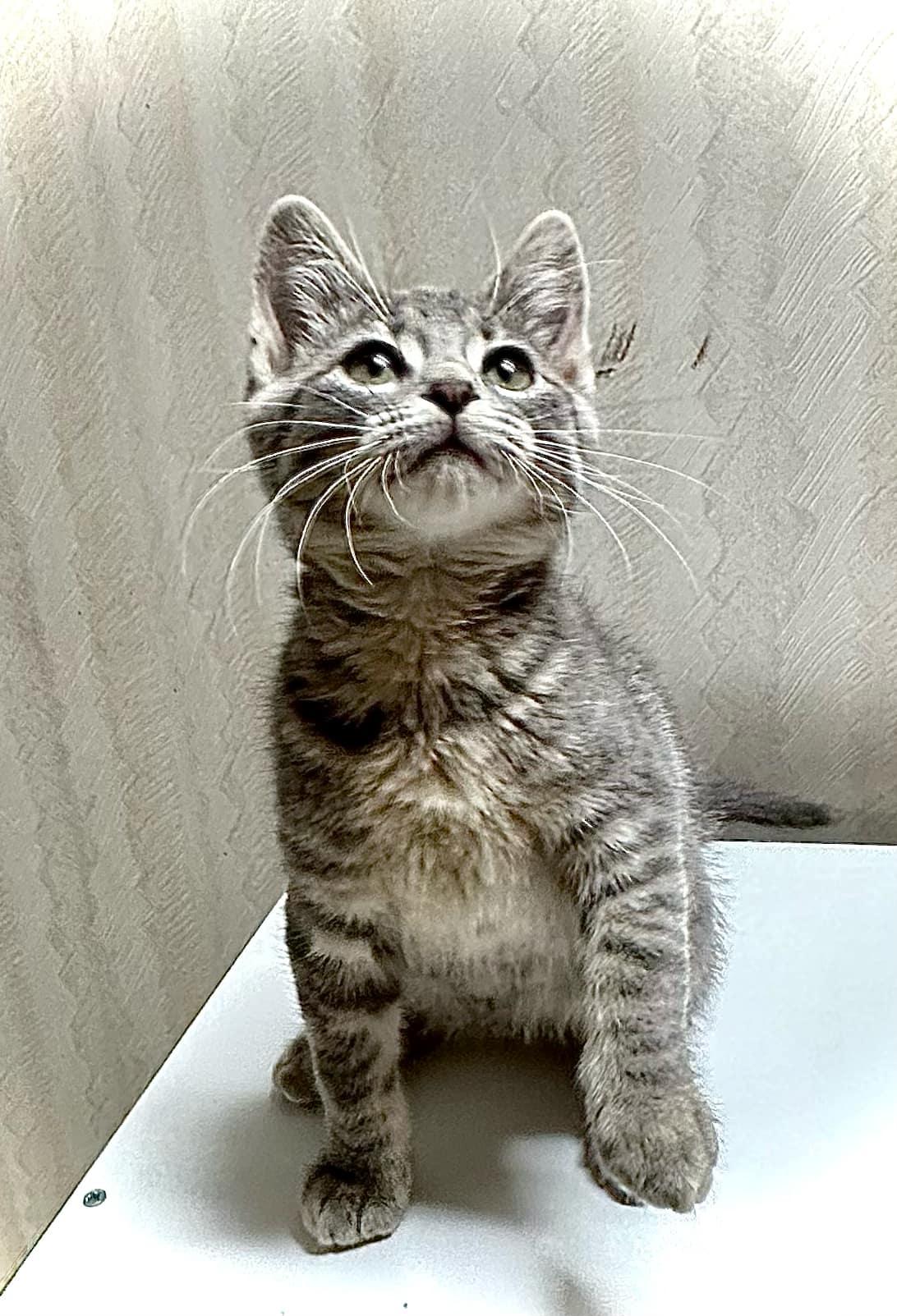 Violet- Playful kitten fun, a Adoptable Domestic Short Hair in Hales Corners, WI image 4/5
