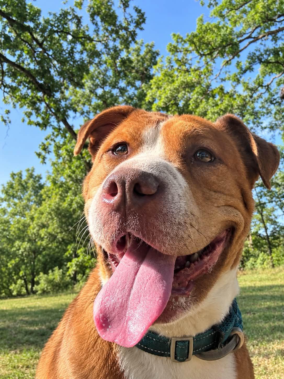 Rollie, Adoptable, Adult Female Shar-Pei & Mixed Breed.