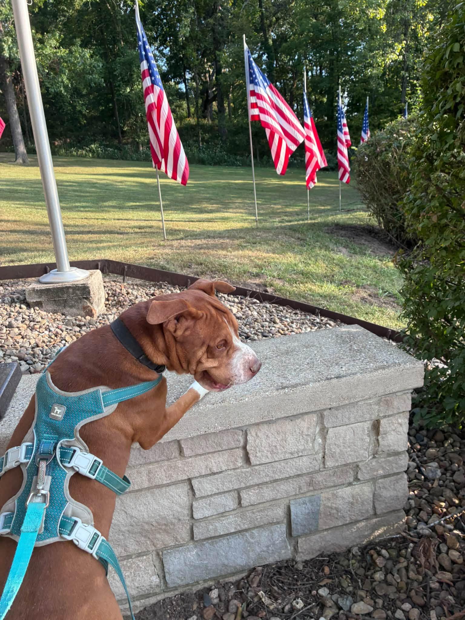 Enlarge Rollie, a Adoptable mixed breed in Clinton, IL image 3/5