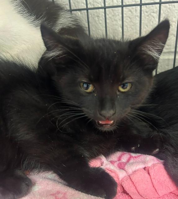 Po, Adoptable, Kitten Male Domestic Short Hair.