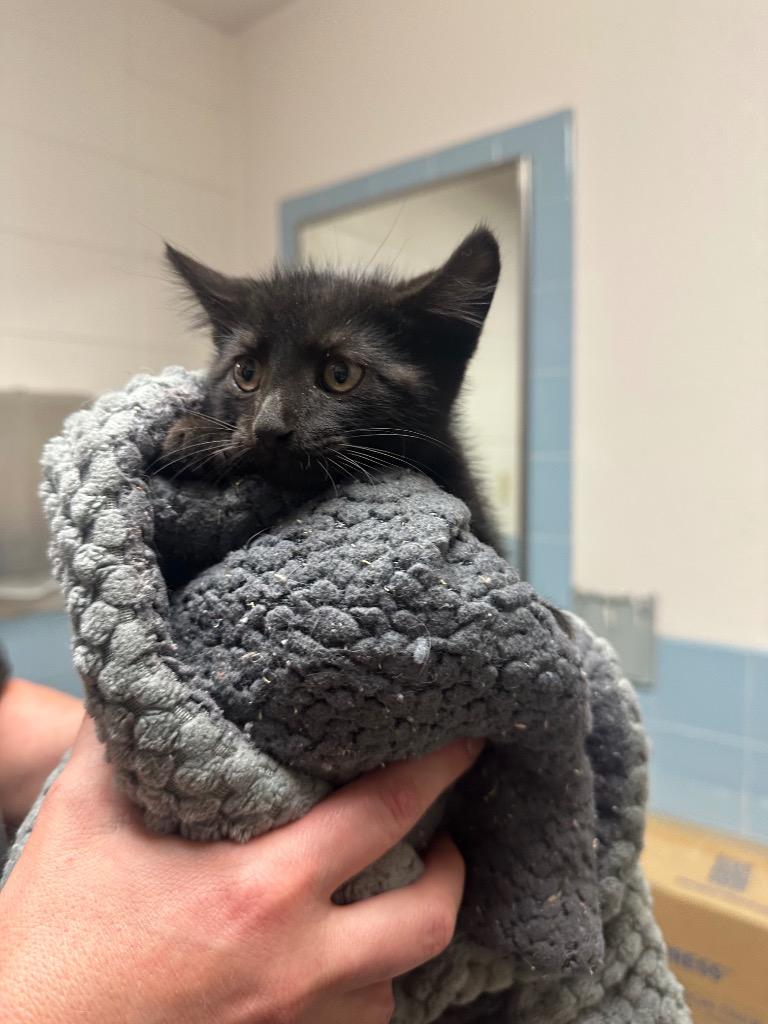 Enlarge Po, a Adoptable mixed breed in Rock Springs, WY image 2/2