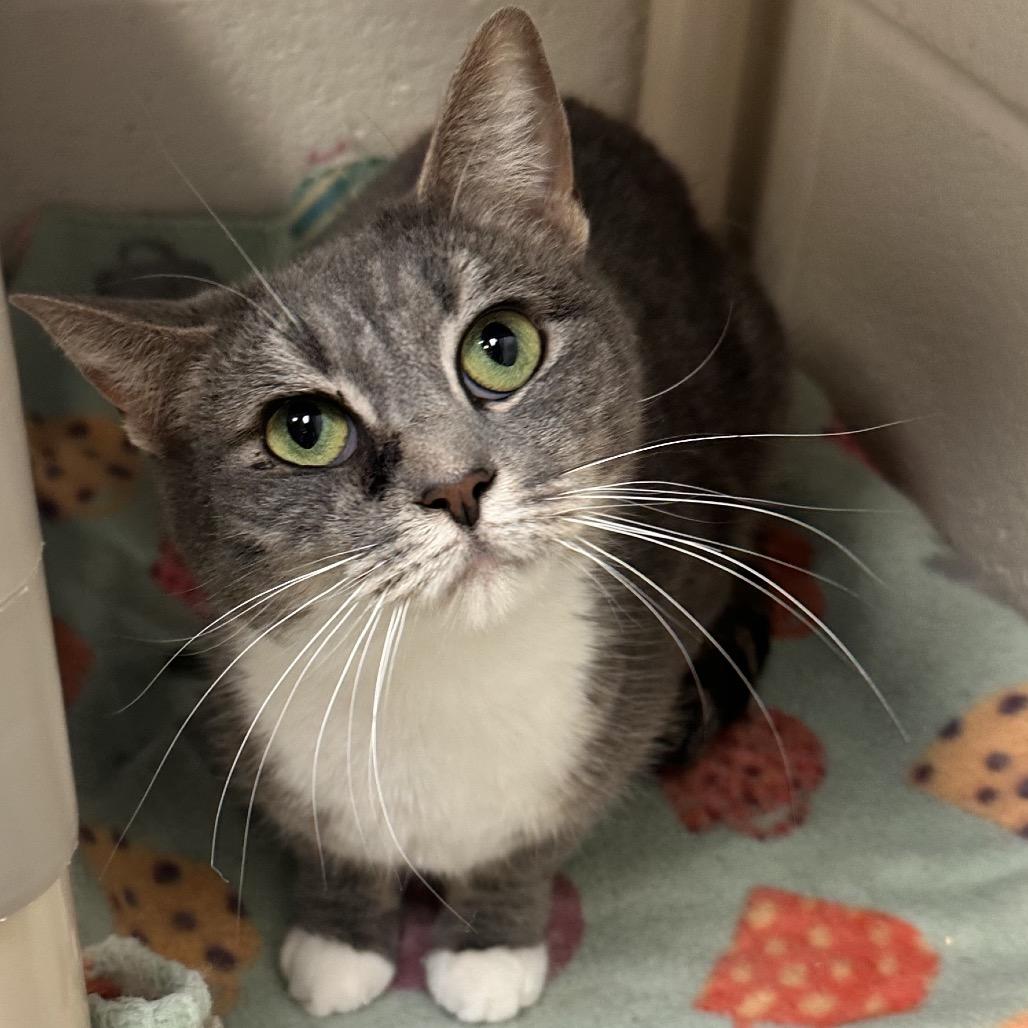 Enlarge Charlie, a Adoptable Domestic Short Hair in Rocky Mount, VA image 1/3