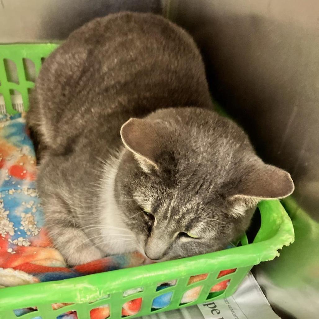 Enlarge Charlie, a Adoptable Domestic Short Hair in Rocky Mount, VA image 2/3