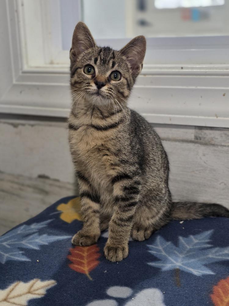 Enlarge Volvo, a Adoptable Domestic Short Hair in Lewisburg, TN image 1/1