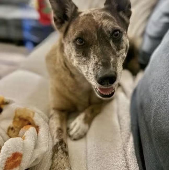 Monet, Adoptable, Young Female Catahoula Leopard Dog.