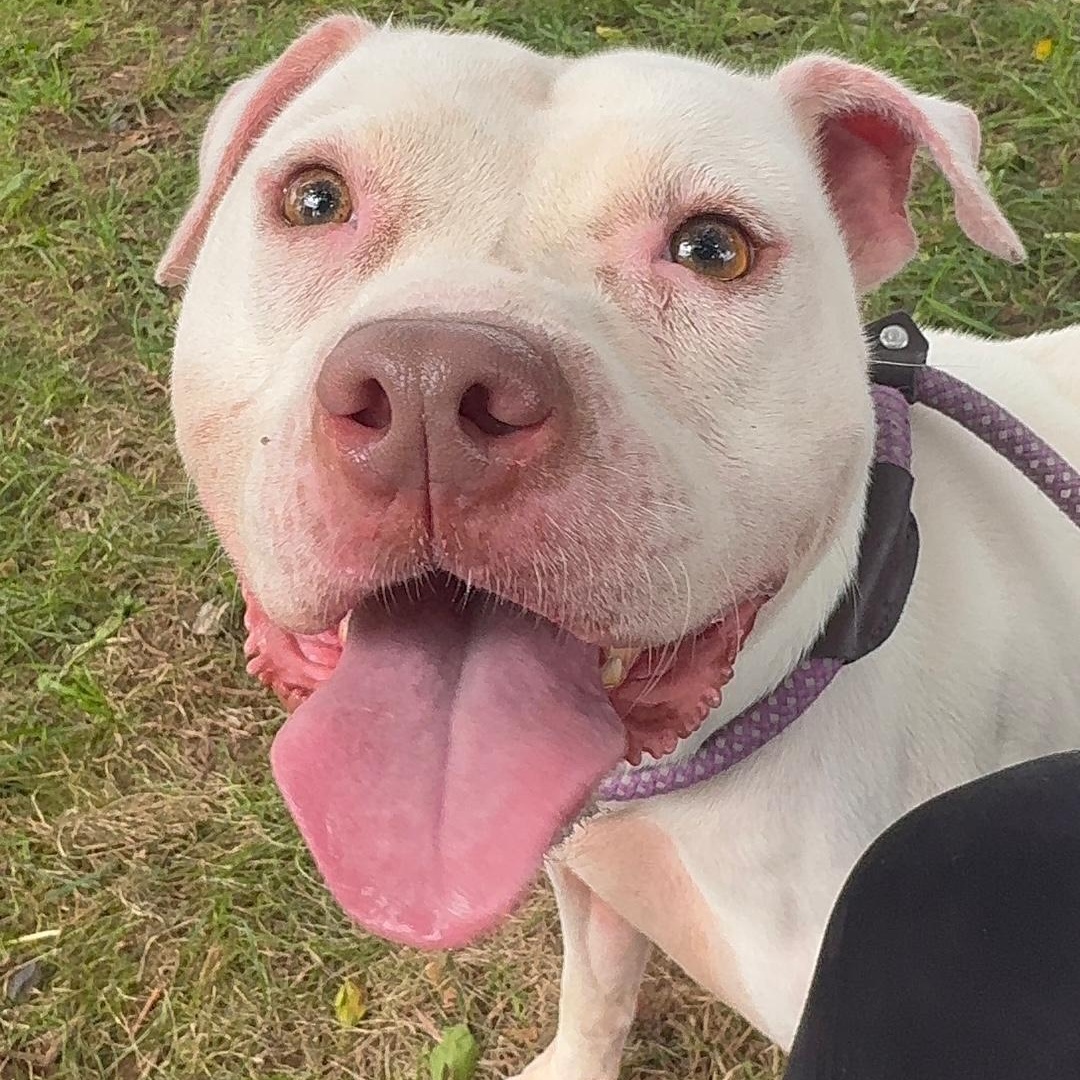 Waltz, Adoptable, Adult Female Pit Bull Terrier.