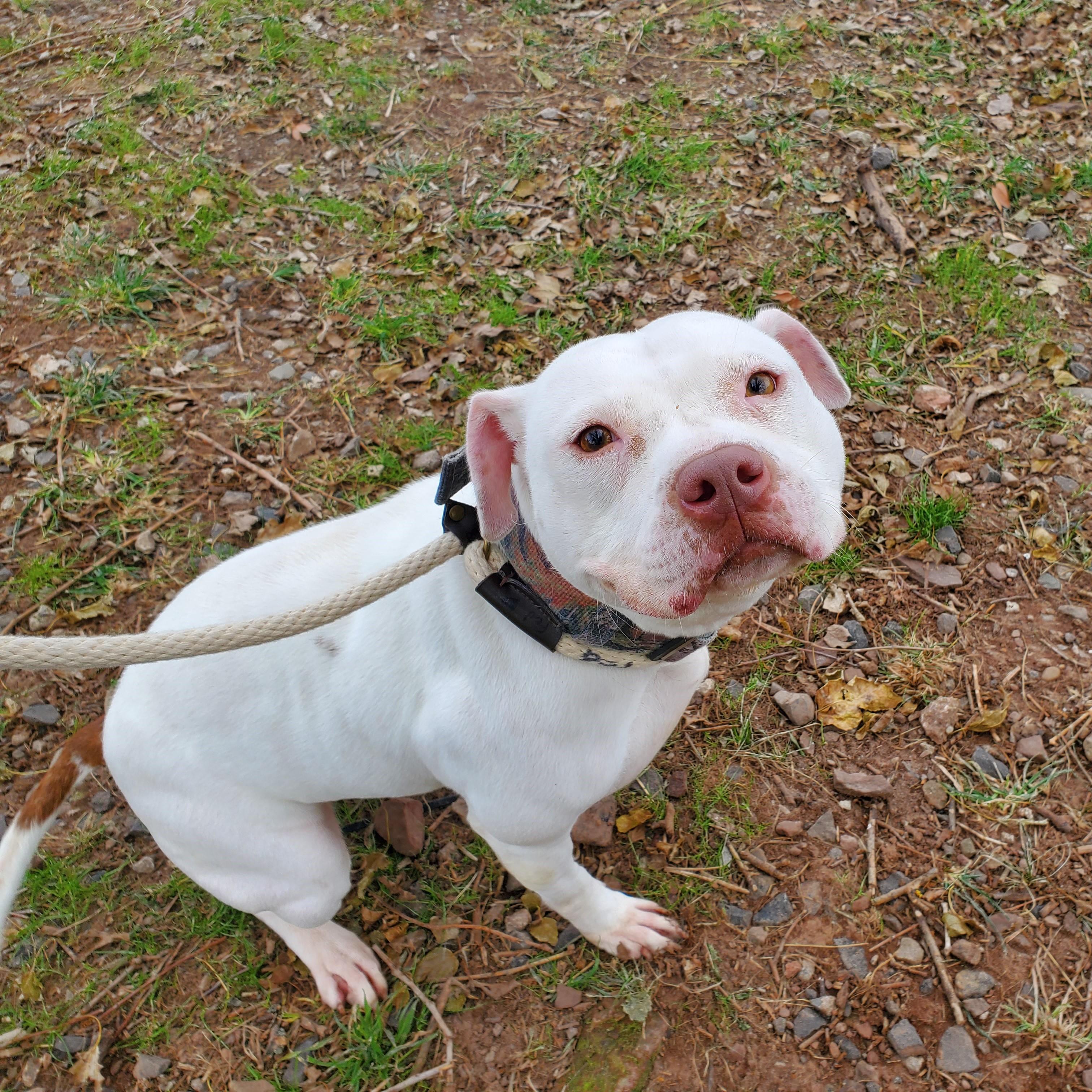 Enlarge Waltz, a ADOPTABLE Pit Bull Terrier in Jersey city, NJ image 1/1