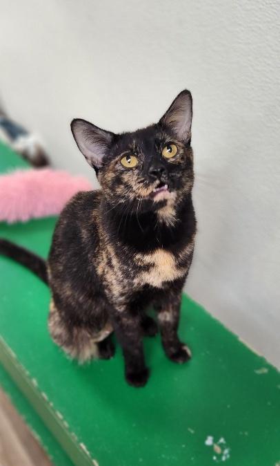 Mom Cat 27594 (Kaleidoscope), Adoptable, Young Female Tortoiseshell.