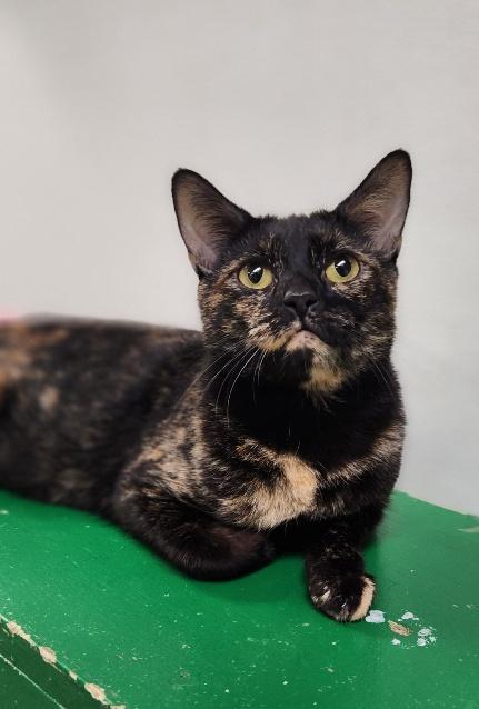 Enlarge Mom Cat 27594 (Kaleidoscope), a Adoptable Tortoiseshell in Parlier, CA image 2/3