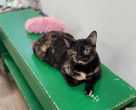Enlarge Mom Cat 27594 (Kaleidoscope), a Adoptable Tortoiseshell in Parlier, CA image 3/3