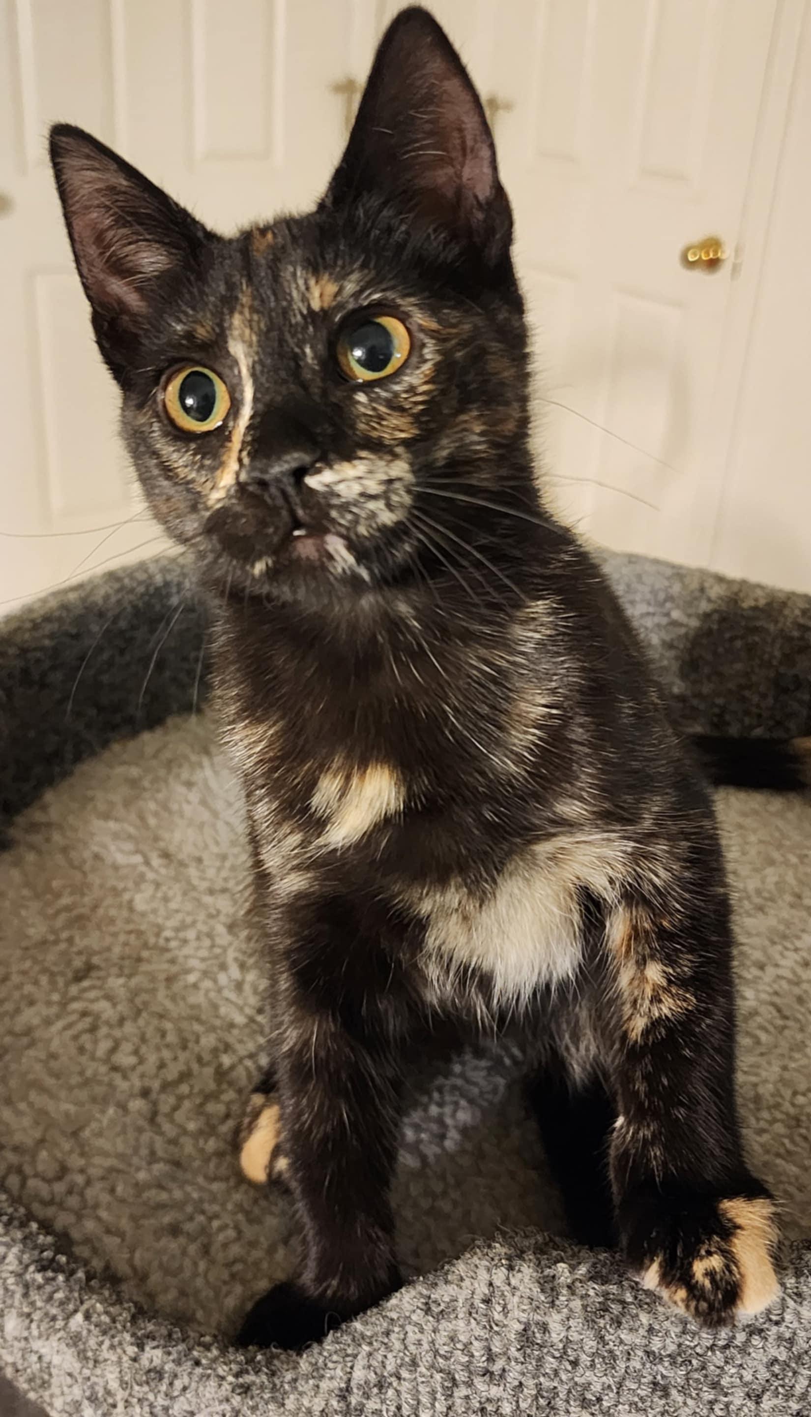 Enlarge Zsa Zsa, a Adoptable mixed breed in Brentwood, CA image 1/5