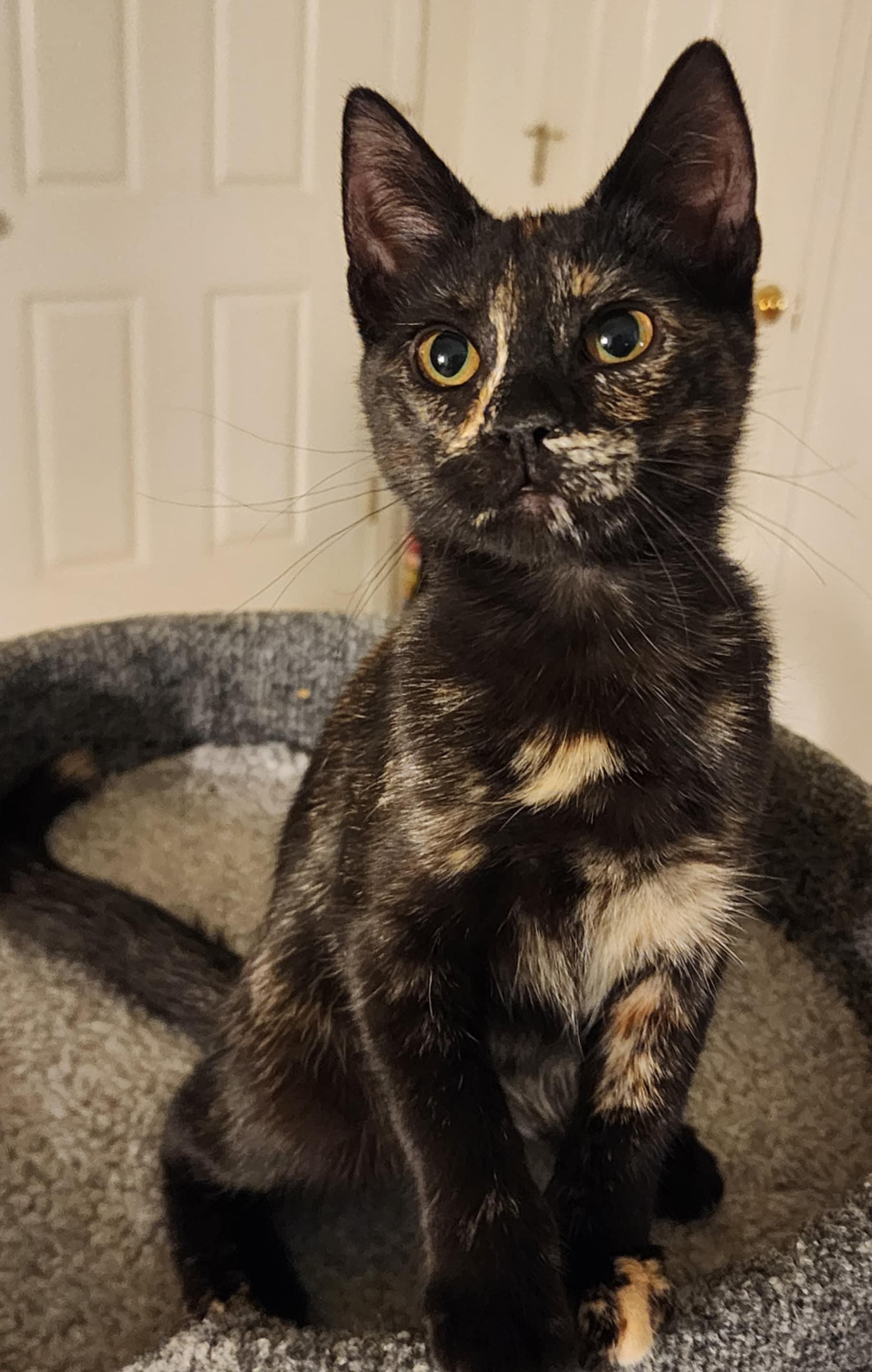 Enlarge Zsa Zsa, a Adoptable mixed breed in Brentwood, CA image 2/5