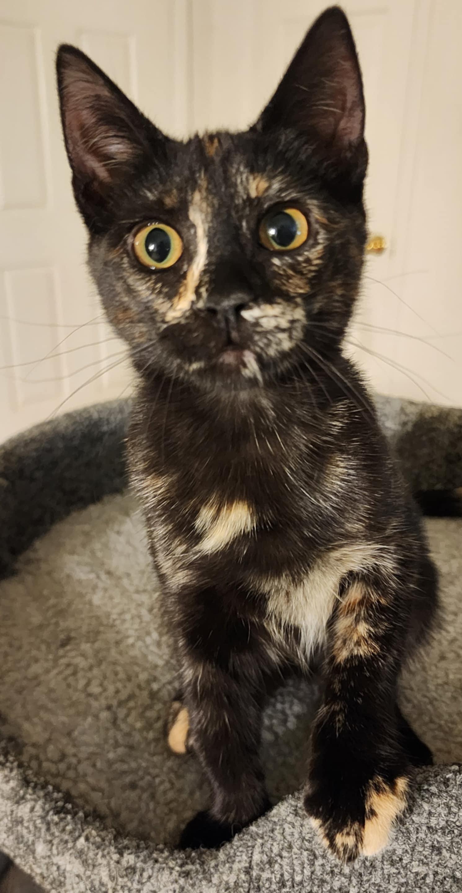 Enlarge Zsa Zsa, a Adoptable mixed breed in Brentwood, CA image 3/5