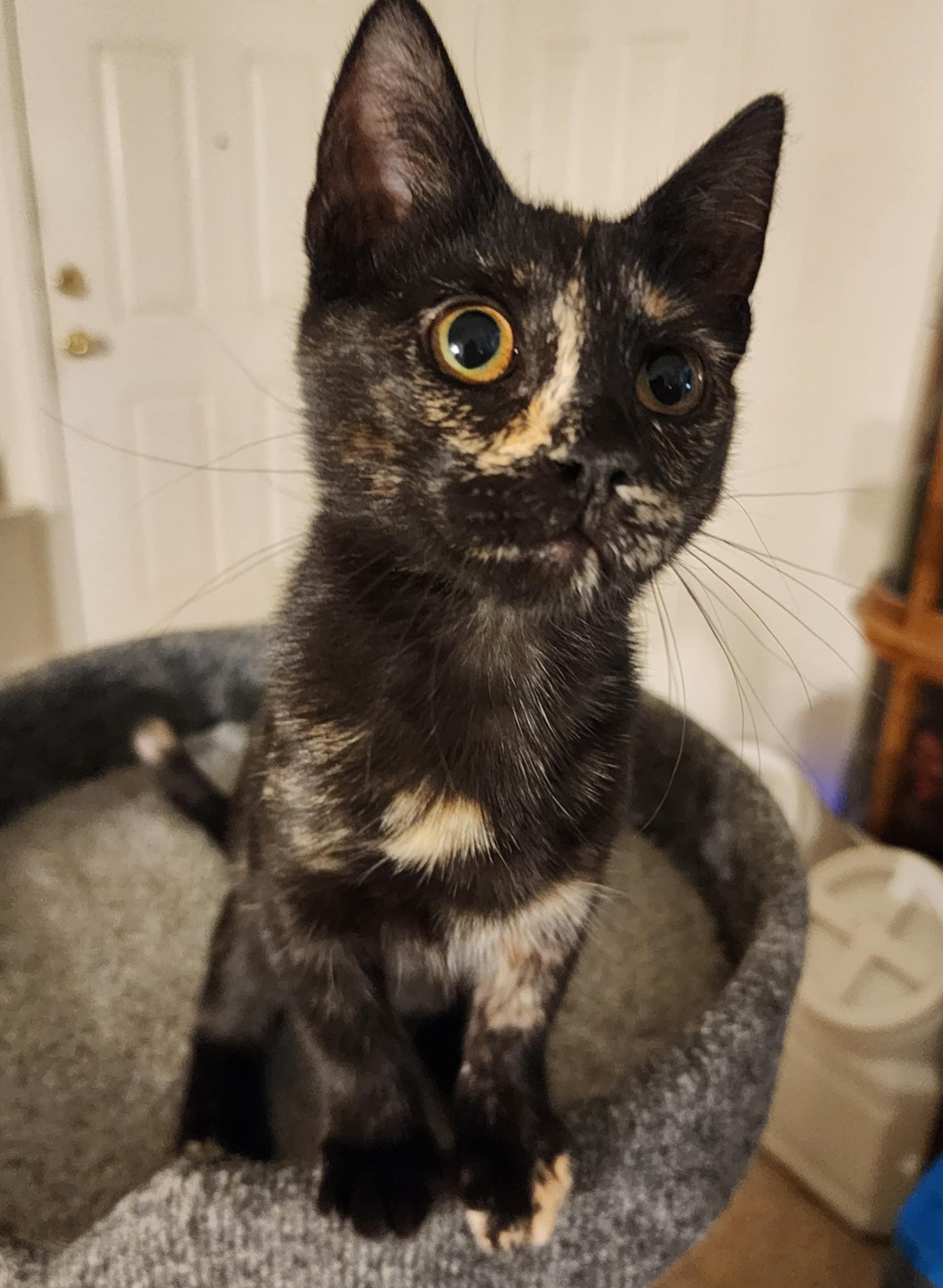 Zsa Zsa, Adoptable, Kitten Female Tortoiseshell & Calico.