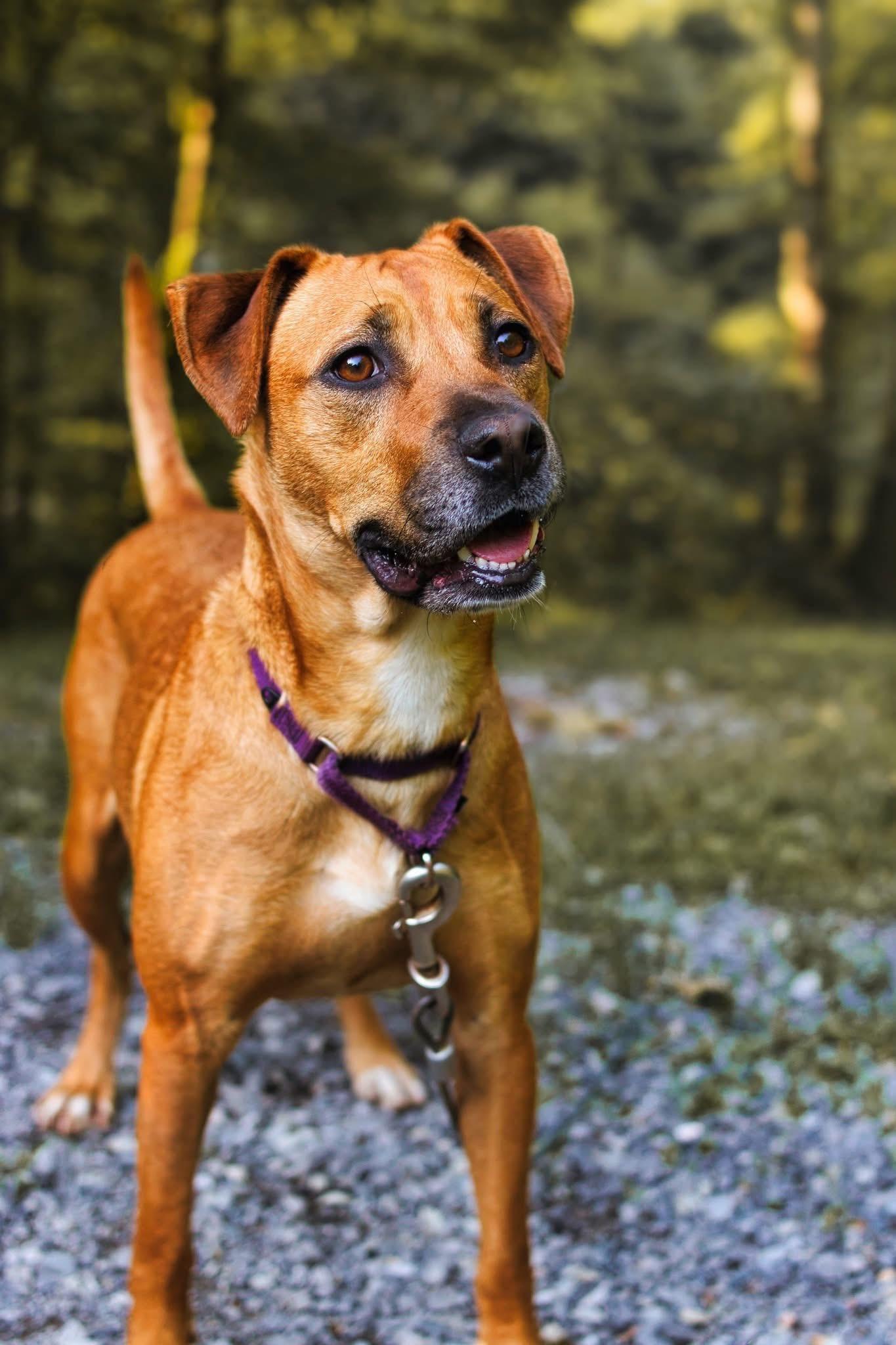 Enlarge Luna, a Adoptable mixed breed in Grafton, WV image 5/5