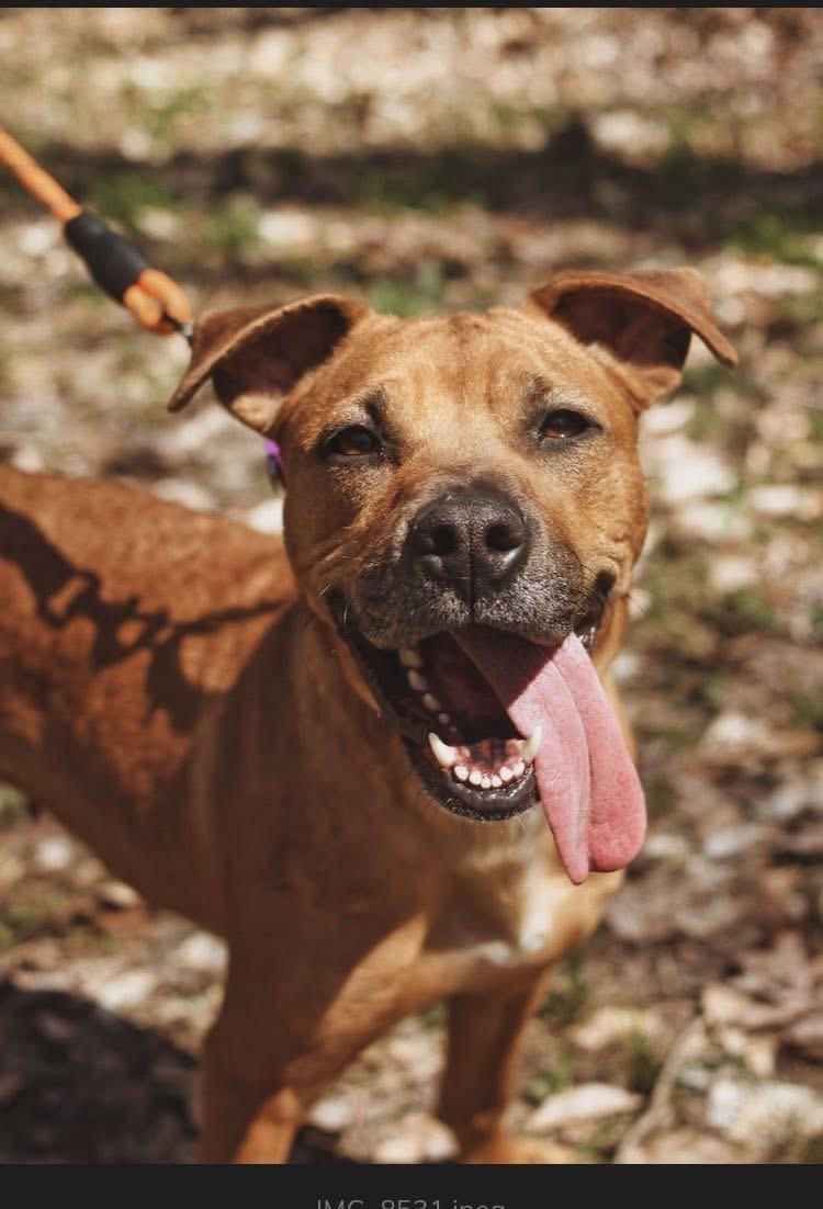 Luna, Adoptable, Young Female Black Mouth Cur & Hound.