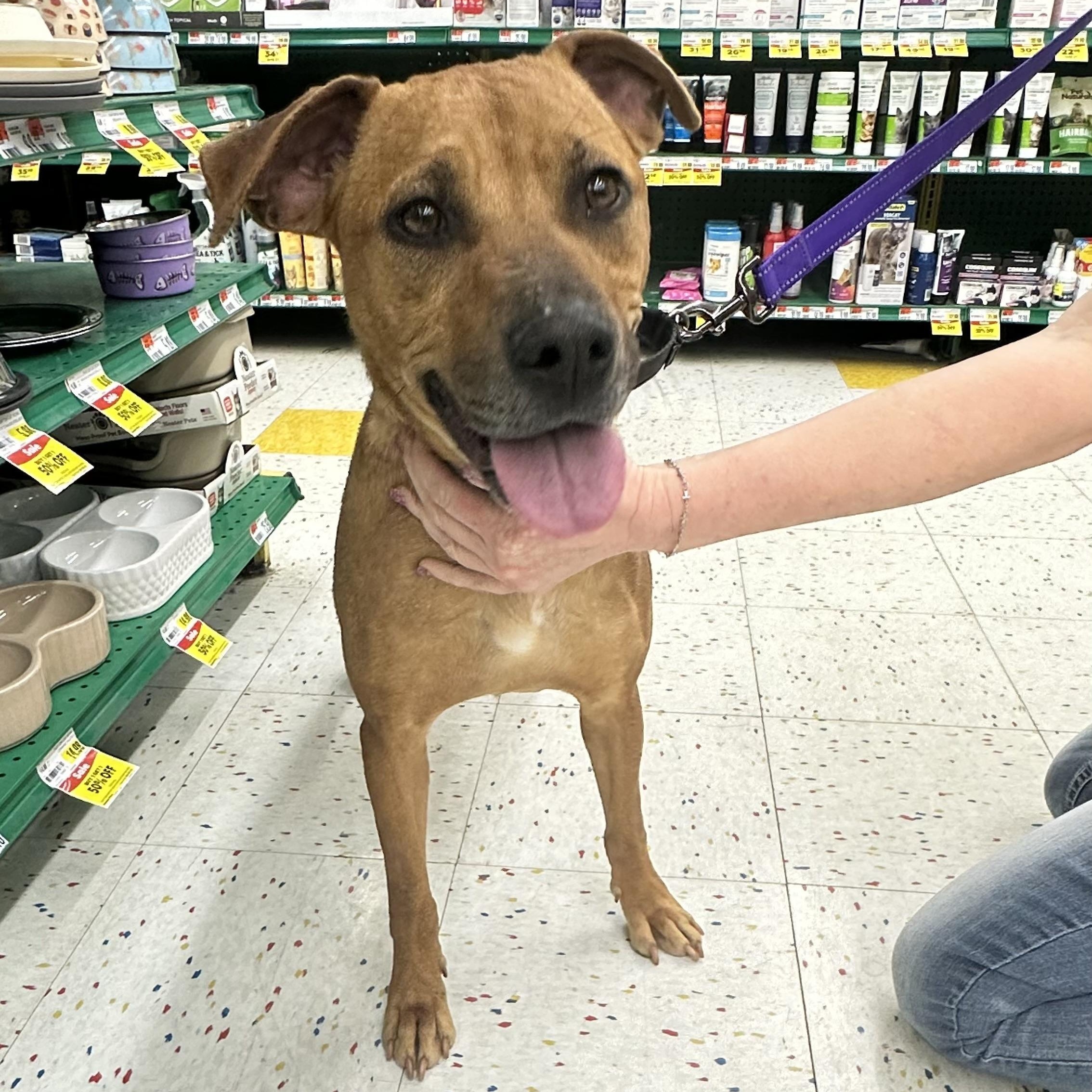 Enlarge Luna, a Adoptable mixed breed in Grafton, WV image 4/5