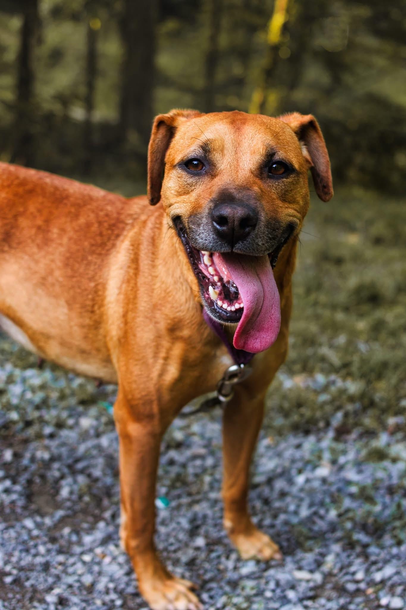 Enlarge Luna, a Adoptable mixed breed in Grafton, WV image 2/5