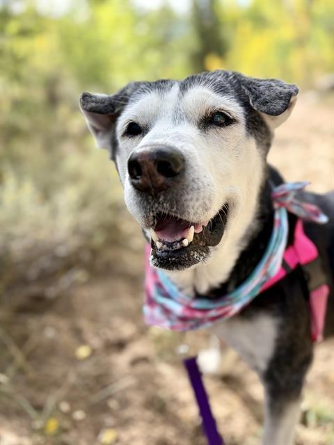 Enlarge ATLAS, a Adoptable mixed breed in Frisco, CO image 1/1
