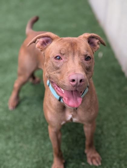 Velle, Adoptable, Adult Male Pit Bull Terrier & Mixed Breed.