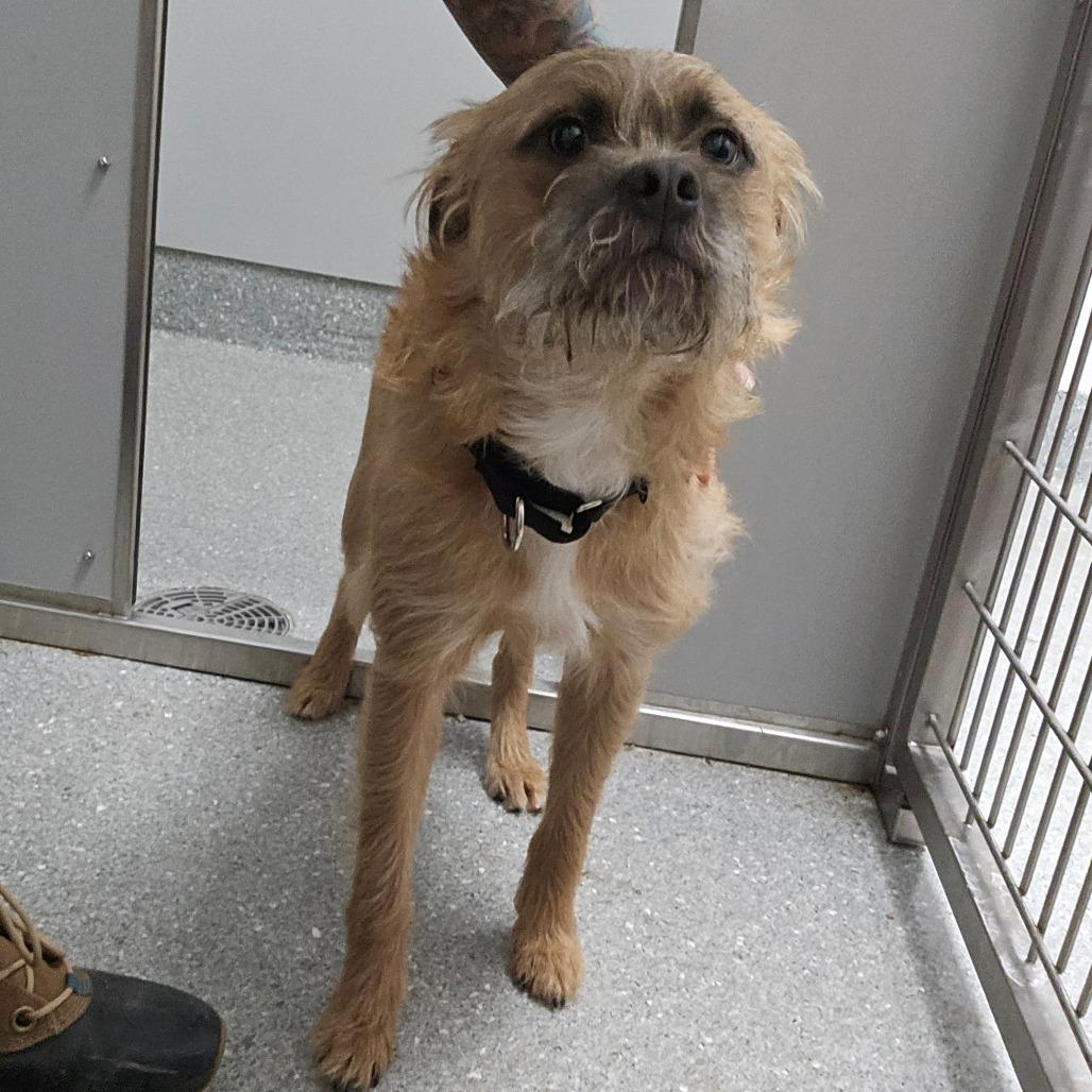 Rye, Adoptable, Young Male Mixed Breed.