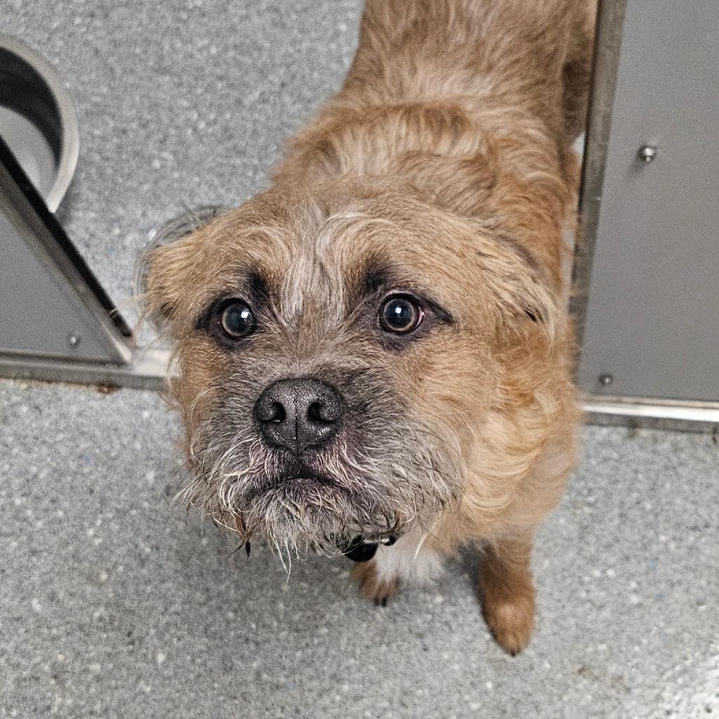 Enlarge Rye, a Adoptable Mixed Breed in Oneonta, NY image 2/6