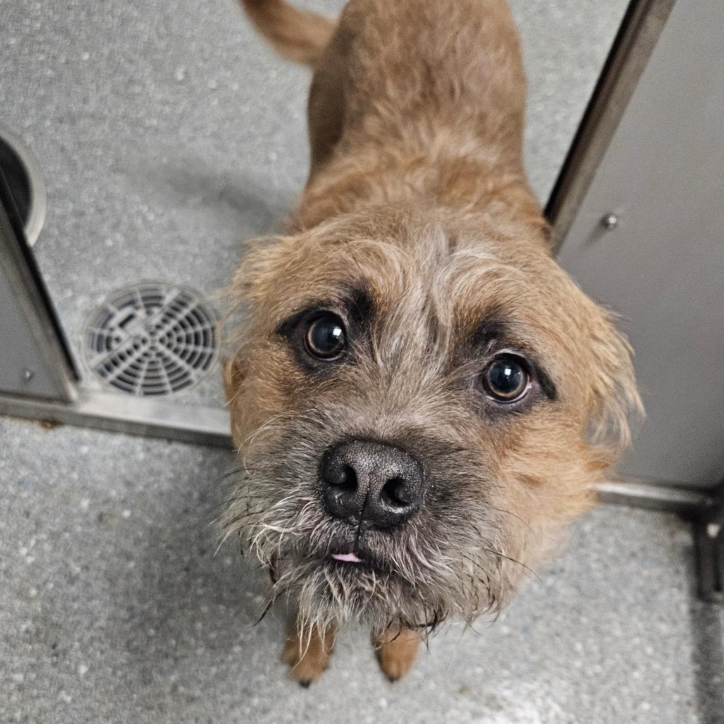 Enlarge Rye, a Adoptable Mixed Breed in Oneonta, NY image 3/6