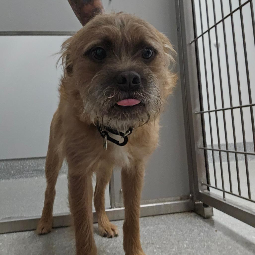 Enlarge Rye, a Adoptable Mixed Breed in Oneonta, NY image 4/6