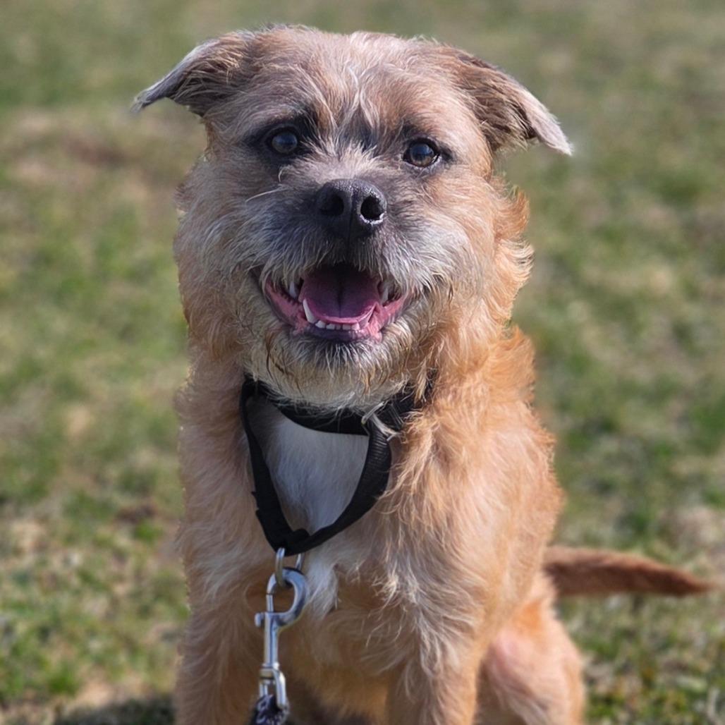 Enlarge Rye, a Adoptable Mixed Breed in Oneonta, NY image 5/6