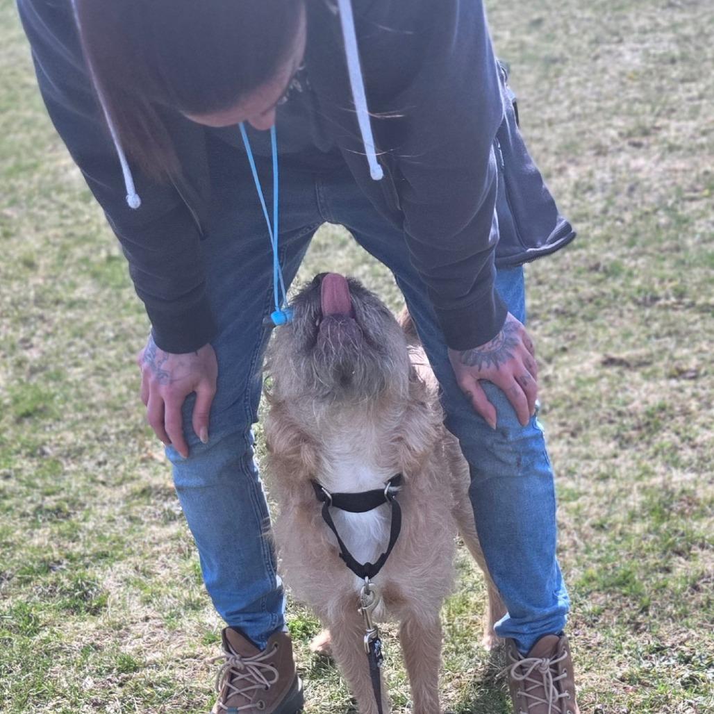 Enlarge Rye, a Adoptable Mixed Breed in Oneonta, NY image 6/6