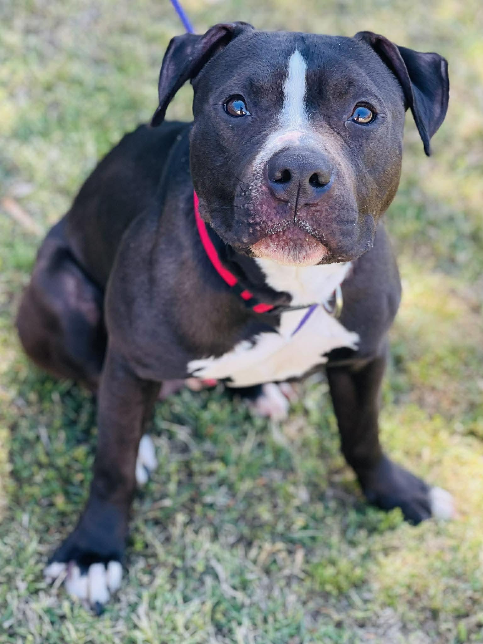 AC-4431 "Penguin", ADOPTABLE, Adult Male Pit Bull Terrier.