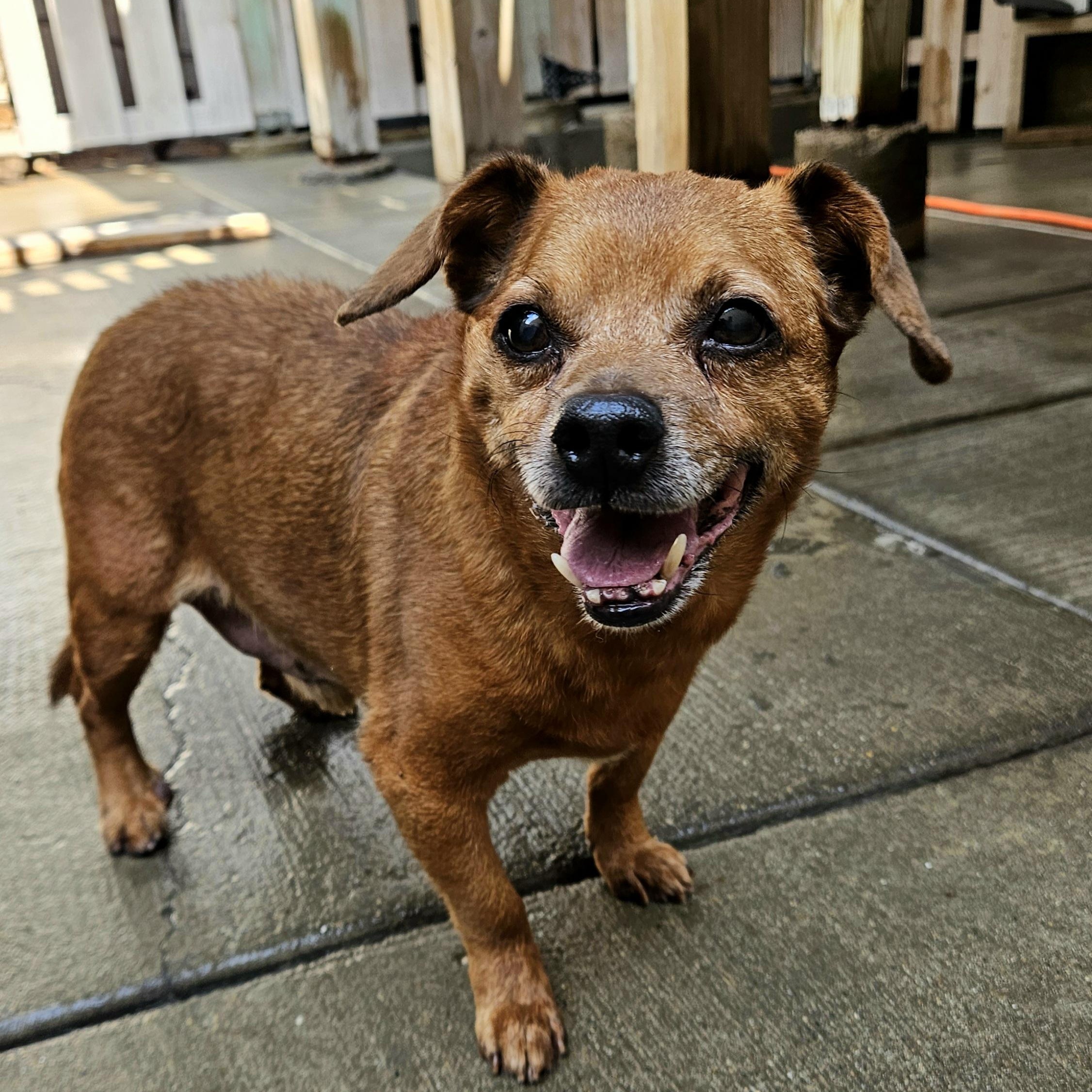 Enlarge Cash (Sweet lil' grump!), a Adoptable mixed breed in Chicago, IL image 1/6