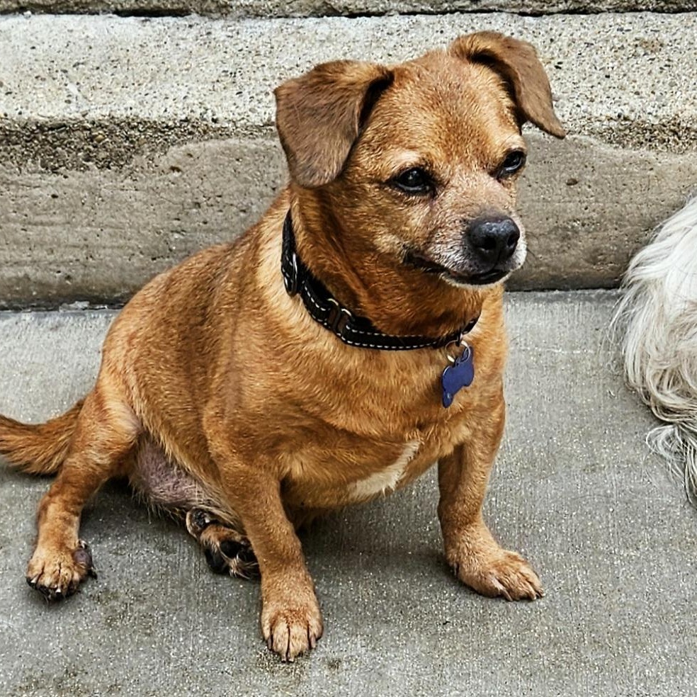 Enlarge Cash (Sweet lil' grump!), a Adoptable mixed breed in Chicago, IL image 2/6