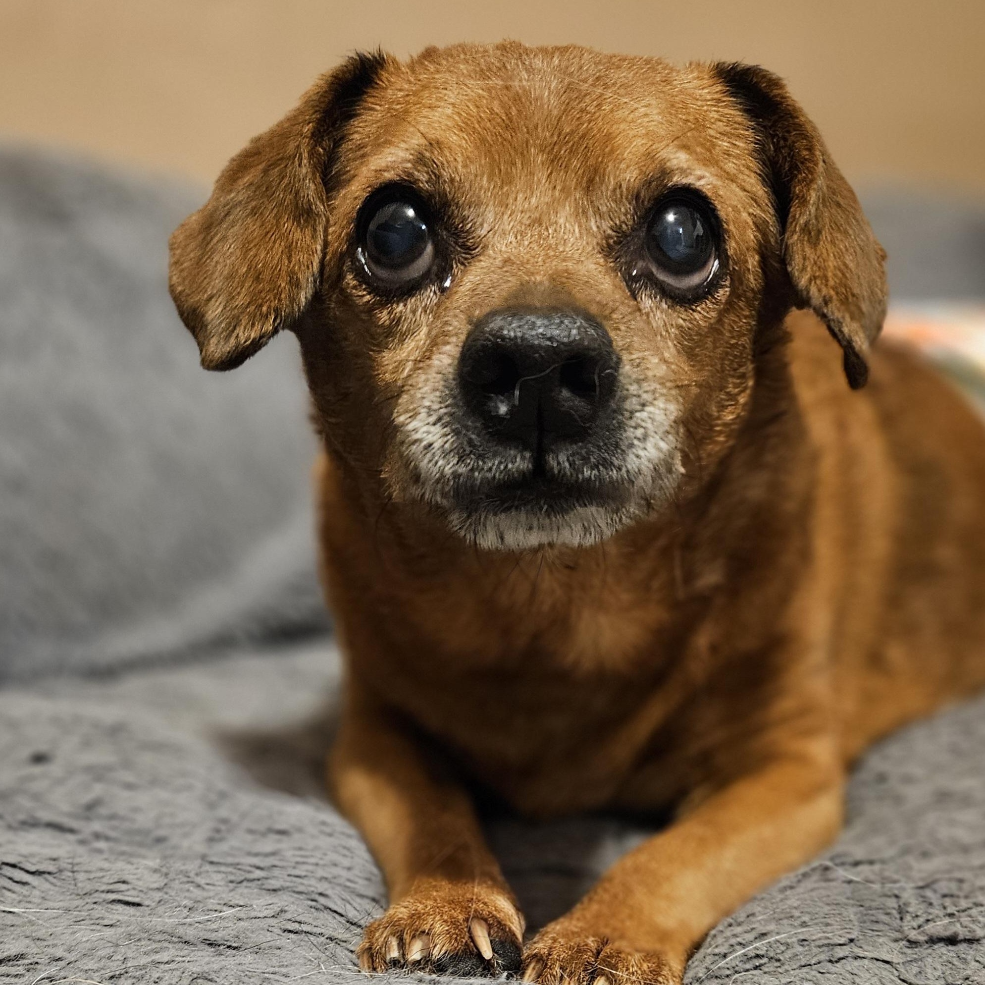 Enlarge Cash (Sweet lil' grump!), a Adoptable mixed breed in Chicago, IL image 3/6