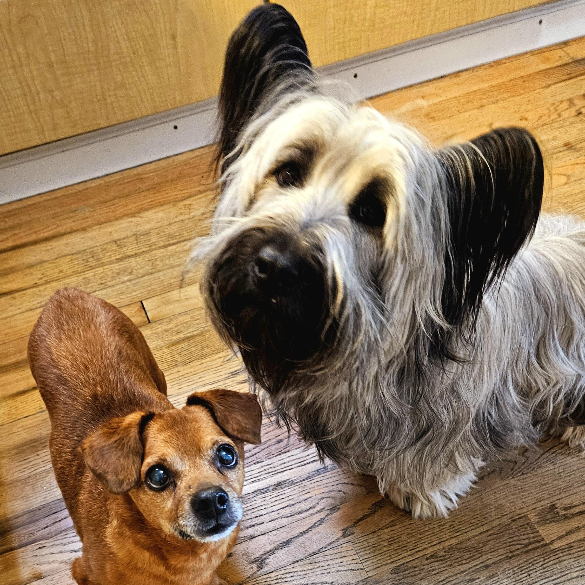 Enlarge Cash (Sweet lil' grump!), a Adoptable mixed breed in Chicago, IL image 4/6