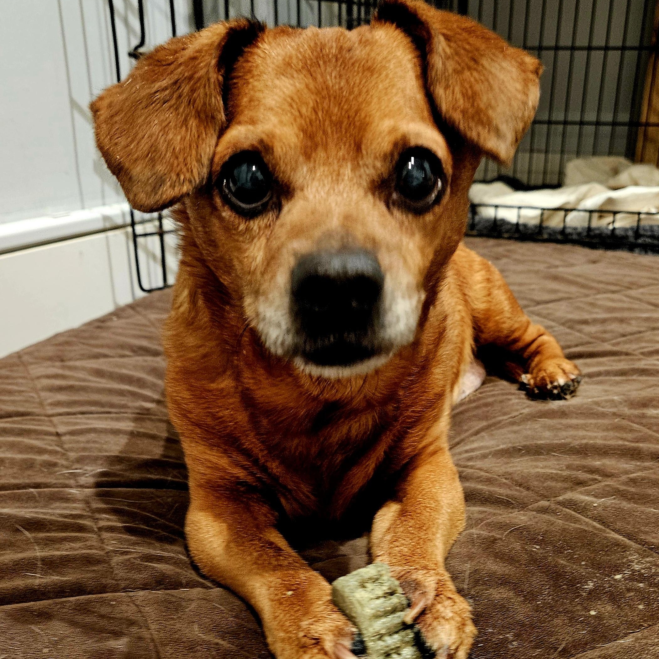 Enlarge Cash (Sweet lil' grump!), a Adoptable mixed breed in Chicago, IL image 5/6