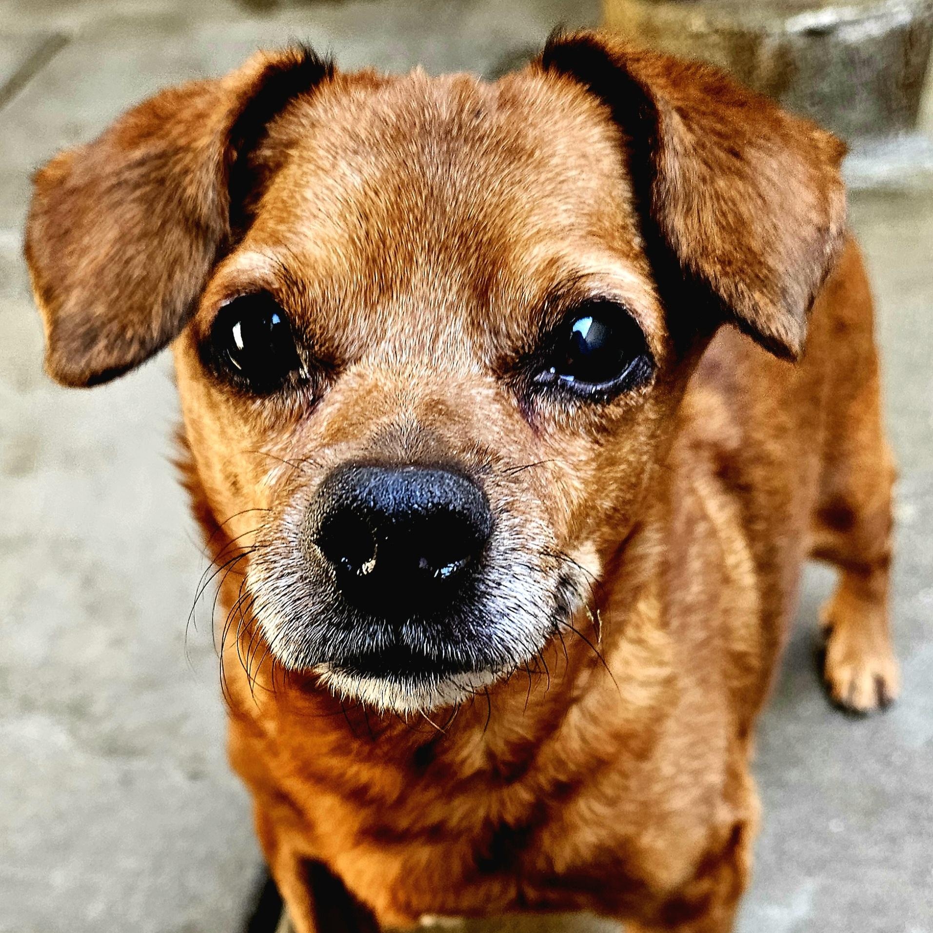 Enlarge Cash (Sweet lil' grump!), a Adoptable mixed breed in Chicago, IL image 6/6