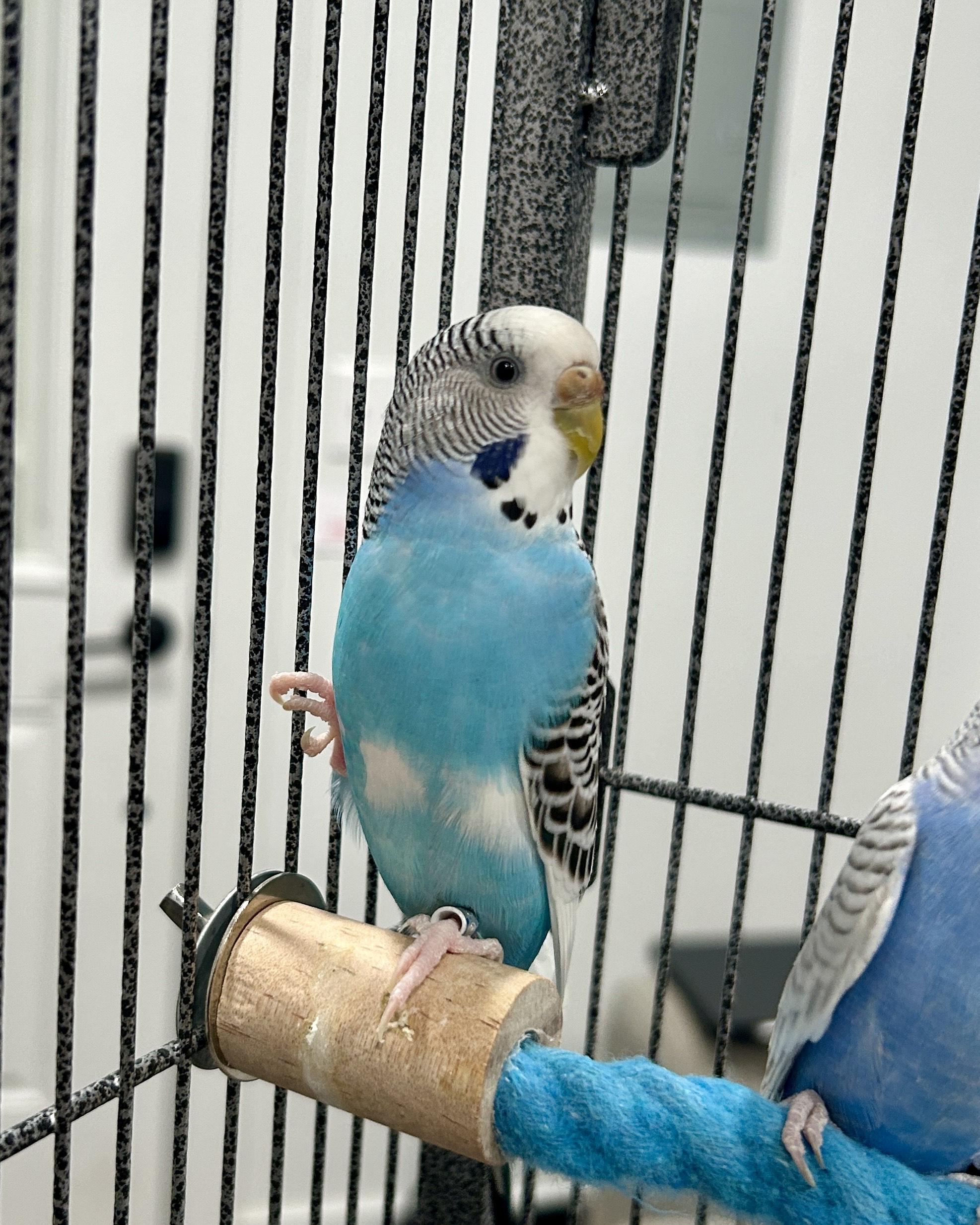 Euterpe & Terpsichore, ADOPTABLE, Adult Female Budgie / Budgerigar.