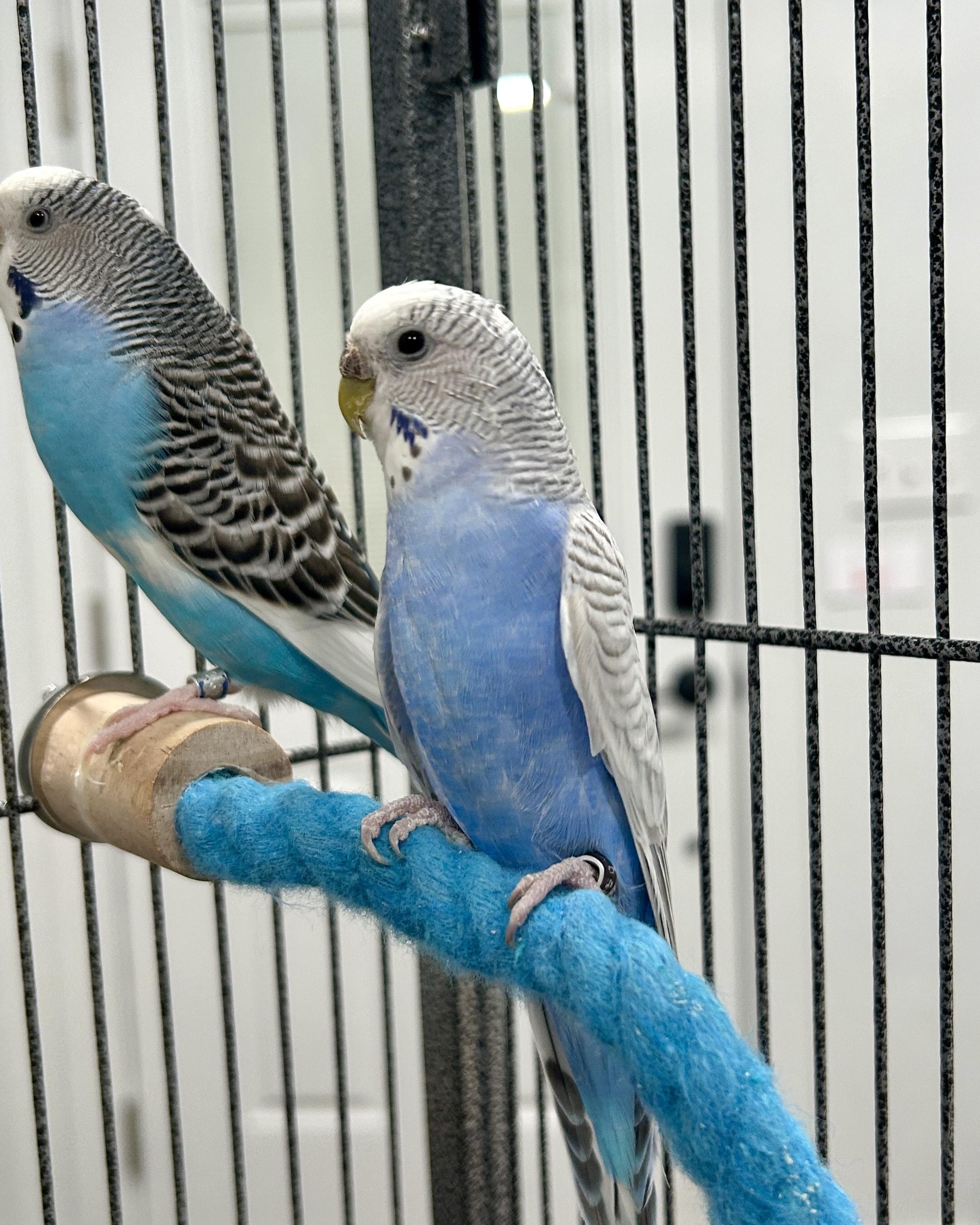 Enlarge Euterpe & Terpsichore, a ADOPTABLE Budgie / Budgerigar in Salt Lake City, UT image 2/2