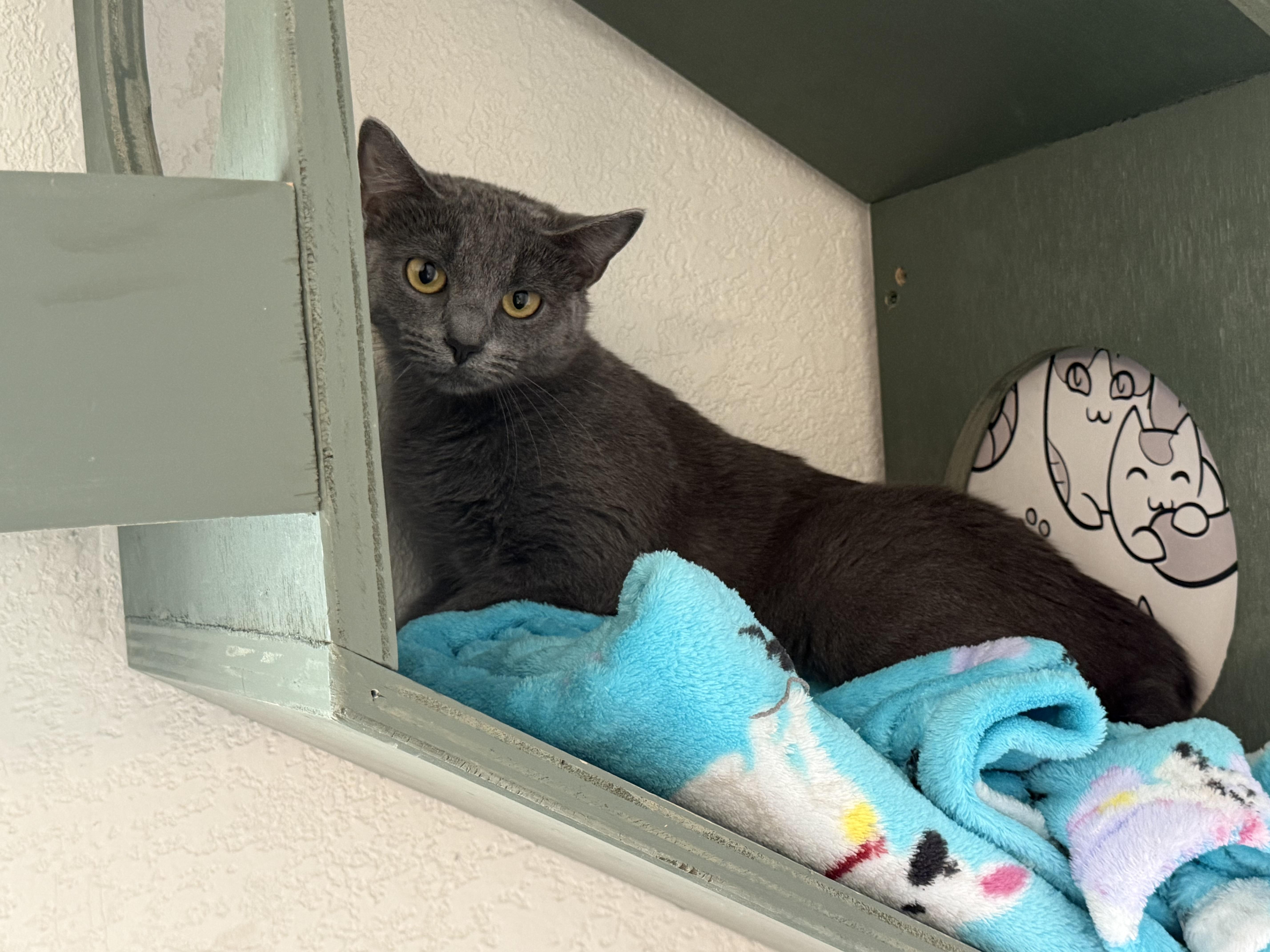 Shortbread, Adoptable, Young Female Domestic Short Hair.