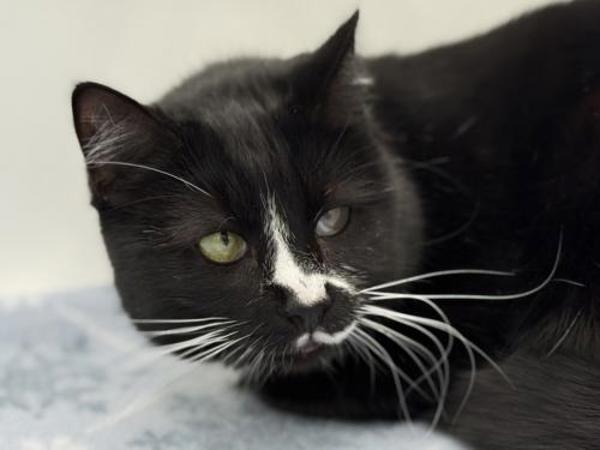 Enlarge Rinny, a Adoptable mixed breed in Portland, OR image 2/4